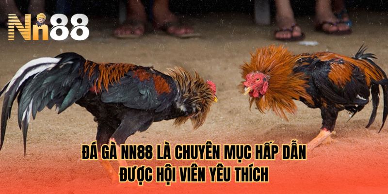 Đá gà NN88 là chuyên mục hấp dẫn được hội viên yêu thích