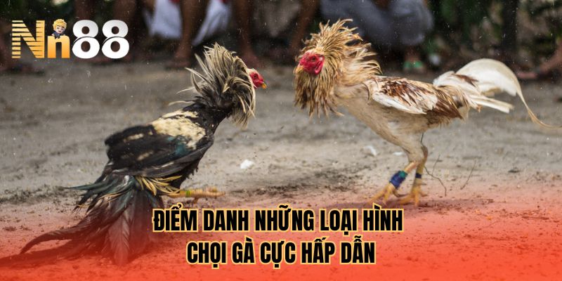 Điểm danh những loại hình chọi gà cực hấp dẫn