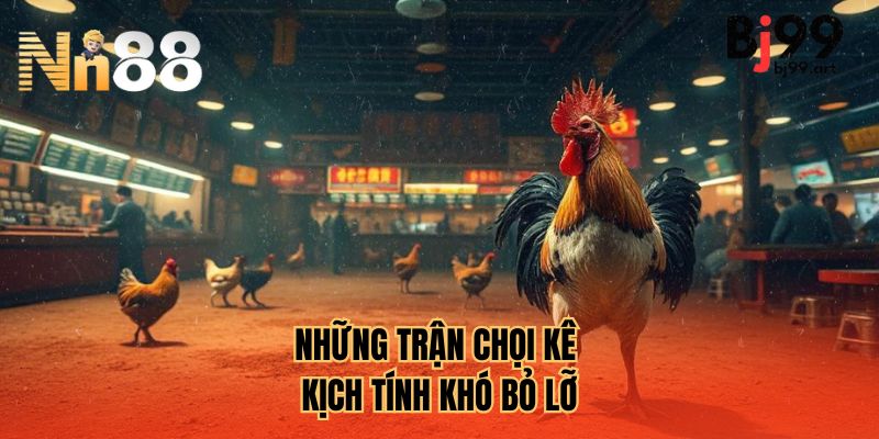 Những trận chọi kê kịch tính khó bỏ lỡ